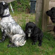 Cocker spaniel Sådan