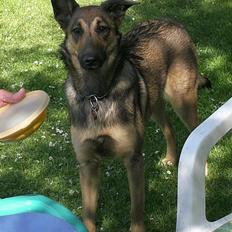 Blanding af racer Sally