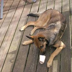 Blanding af racer Sally