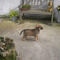 Blanding af racer Sally