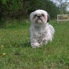 Shih tzu samson