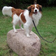 Kooikerhondje Baloo