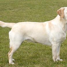 Labrador retriever Drumbeat Bossa Nova 
