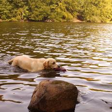 Labrador retriever Drumbeat Bossa Nova 