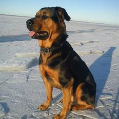 Blanding af racer Luna