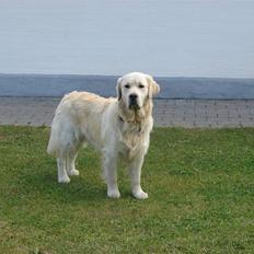 Golden retriever Pole Position De Ria Vela