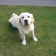 Golden retriever Pole Position De Ria Vela