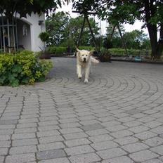 Golden retriever Pole Position De Ria Vela