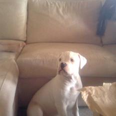 Olde english bulldogge cosmo