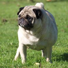 Mops kiss me R.I.P 27/7-2010