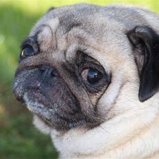 Mops kiss me R.I.P 27/7-2010