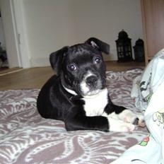 Staffordshire bull terrier Beauty