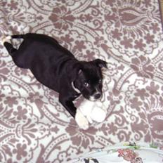 Staffordshire bull terrier Beauty