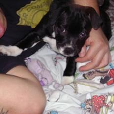 Staffordshire bull terrier Beauty