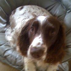 Engelsk springer spaniel Sammy