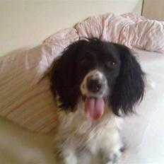 Engelsk springer spaniel Balder