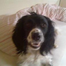 Engelsk springer spaniel Balder