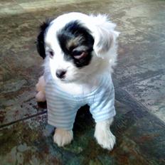 Blanding af racer Gizmo