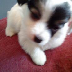 Blanding af racer Gizmo