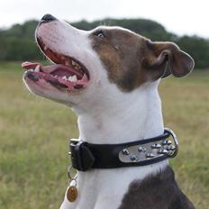 Amerikansk staffordshire terrier Balto