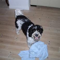 Tibetansk terrier Oscar