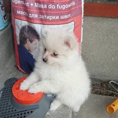 Pomeranian Lullu