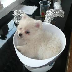 Pomeranian Lullu