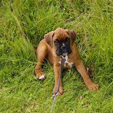 Boxer Lukas
