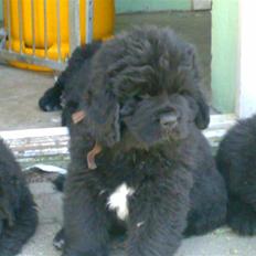 Newfoundlænder Luffe