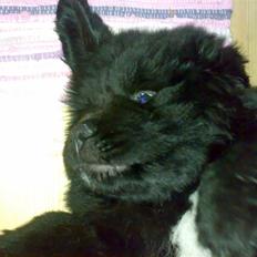 Newfoundlænder Luffe