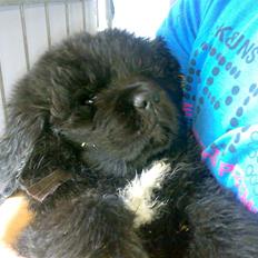 Newfoundlænder Luffe