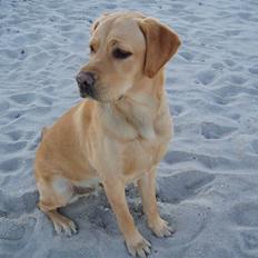Labrador retriever Enzo