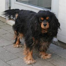 Cavalier king charles spaniel Zoya