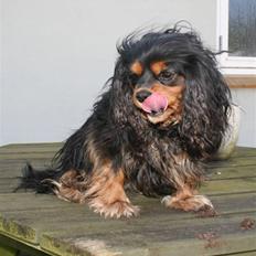 Cavalier king charles spaniel Zoya