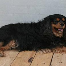 Cavalier king charles spaniel Zoya