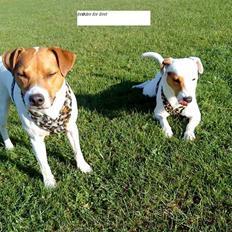 Jack russell terrier lille lindholds Laban