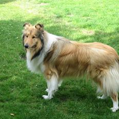 Collie langhåret Zenta