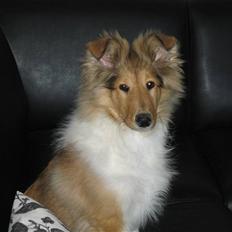 Collie langhåret Zenta