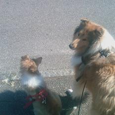 Collie langhåret Zenta