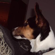 Jack russell terrier Tara R.I.P