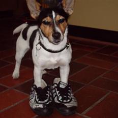 Jack russell terrier Tara R.I.P