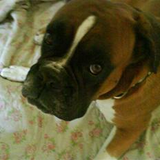 Boxer Bono