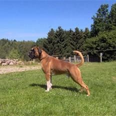 Boxer Bono