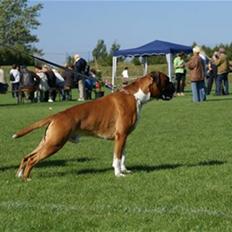 Boxer Bono
