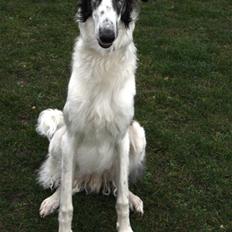 Borzoi Oluf (Olle)