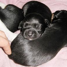 Blanding af racer Karla Malone