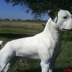 Amerikansk bulldog Batman Hector