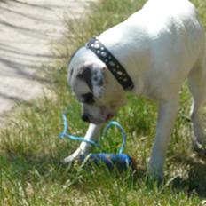 Amerikansk bulldog Batman Hector