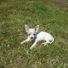 Chihuahua Beautyful Princess Donna