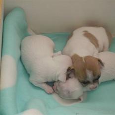 Chihuahua Beautyful Princess Donna